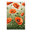 Scarlet Poppy Garden