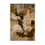Saint George and the Dragon