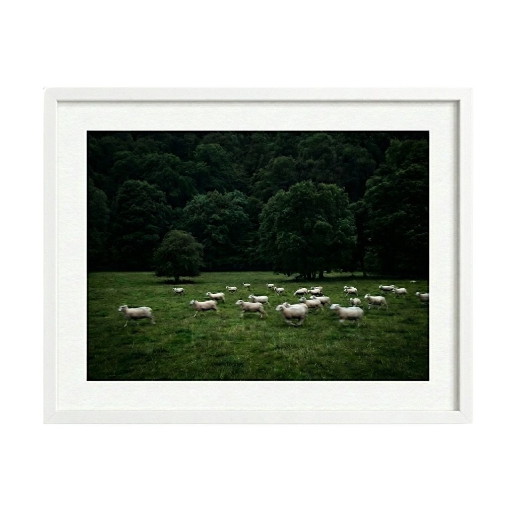 Silent Meadow