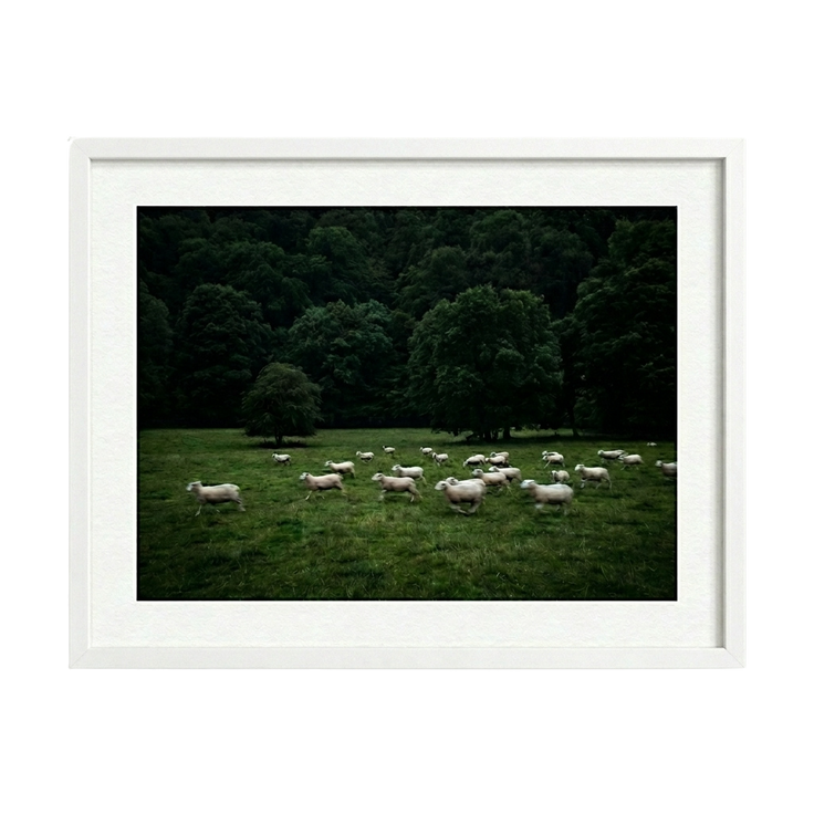 Silent Meadow