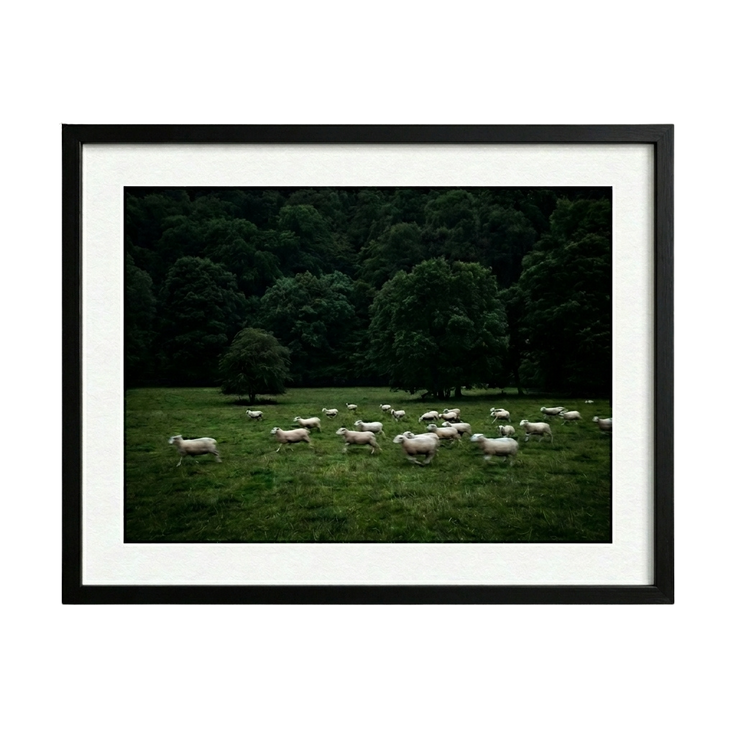 Silent Meadow