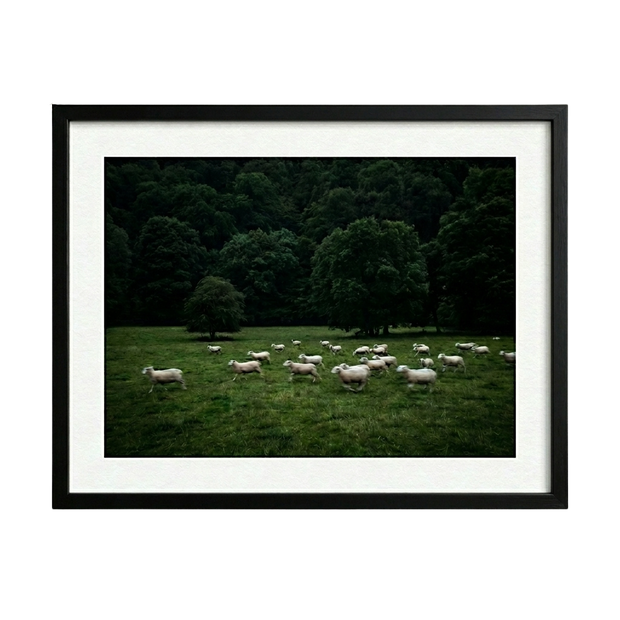 Silent Meadow