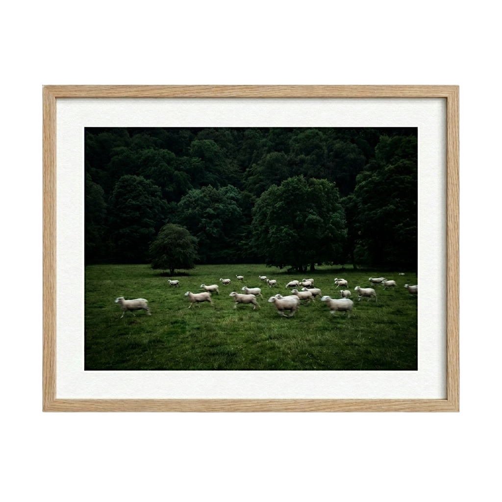 Silent Meadow