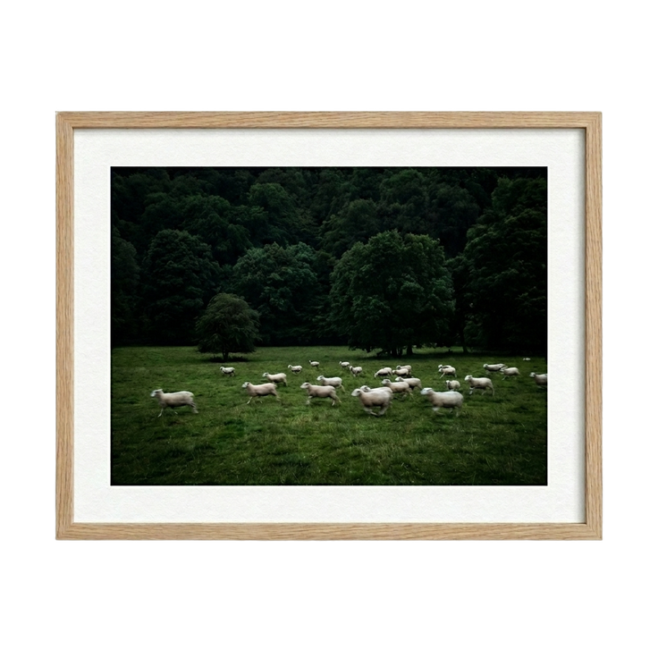 Silent Meadow
