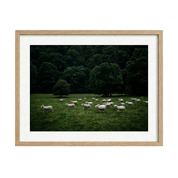 Silent Meadow