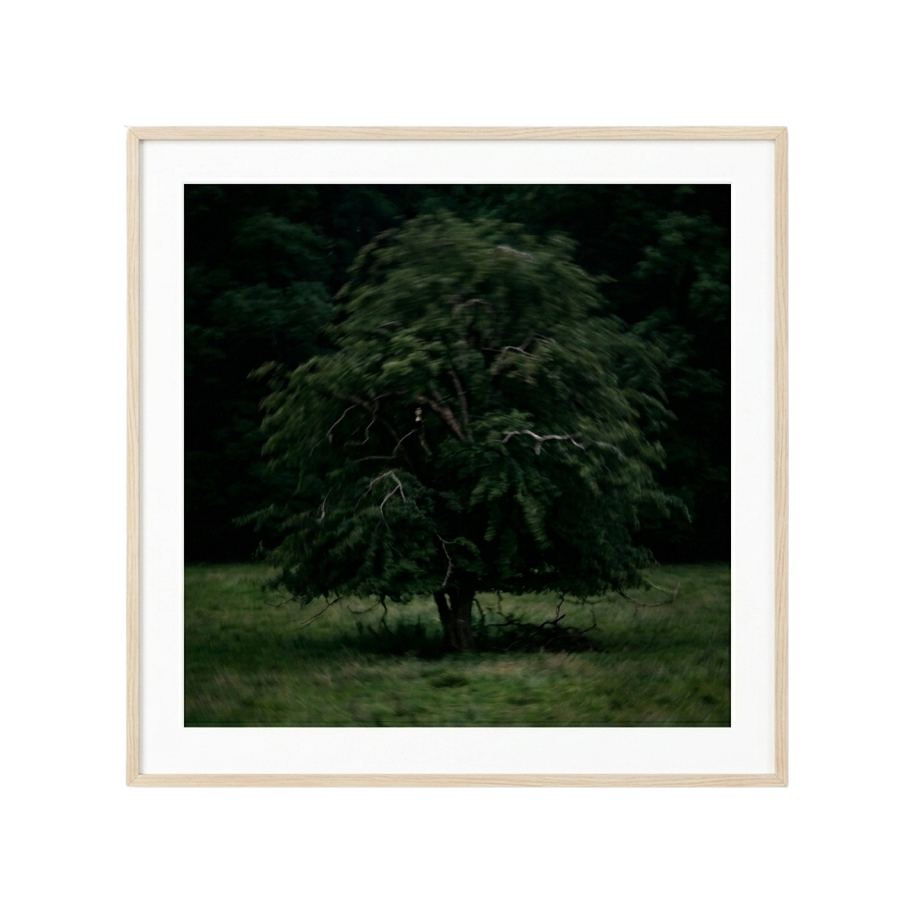 Solitary Willow