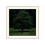 Solitary Willow