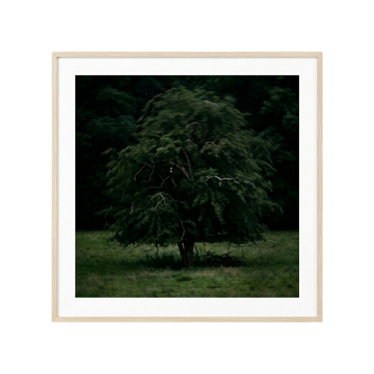 Solitary Willow