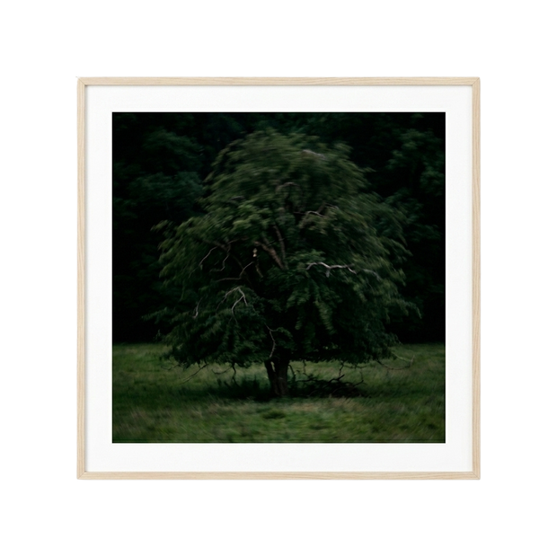Solitary Willow