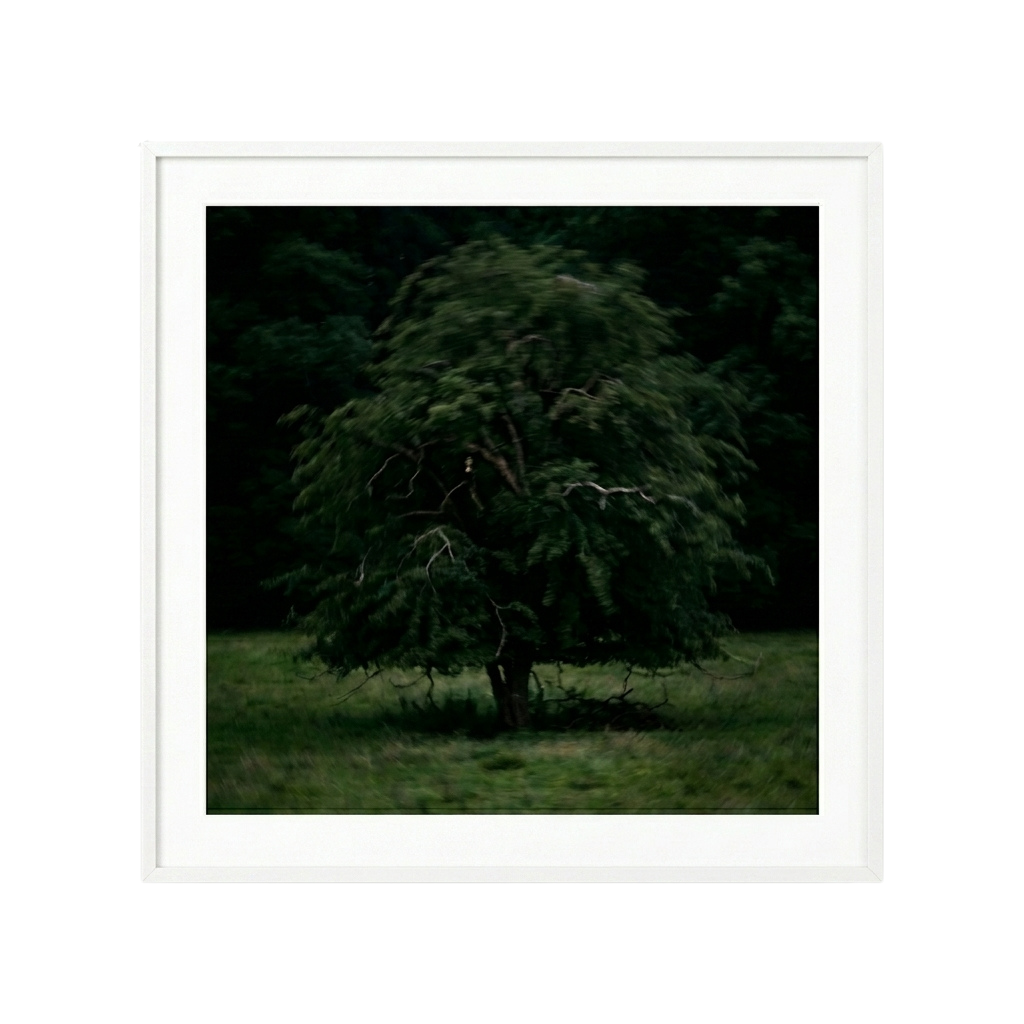 Solitary Willow