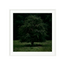 Solitary Willow