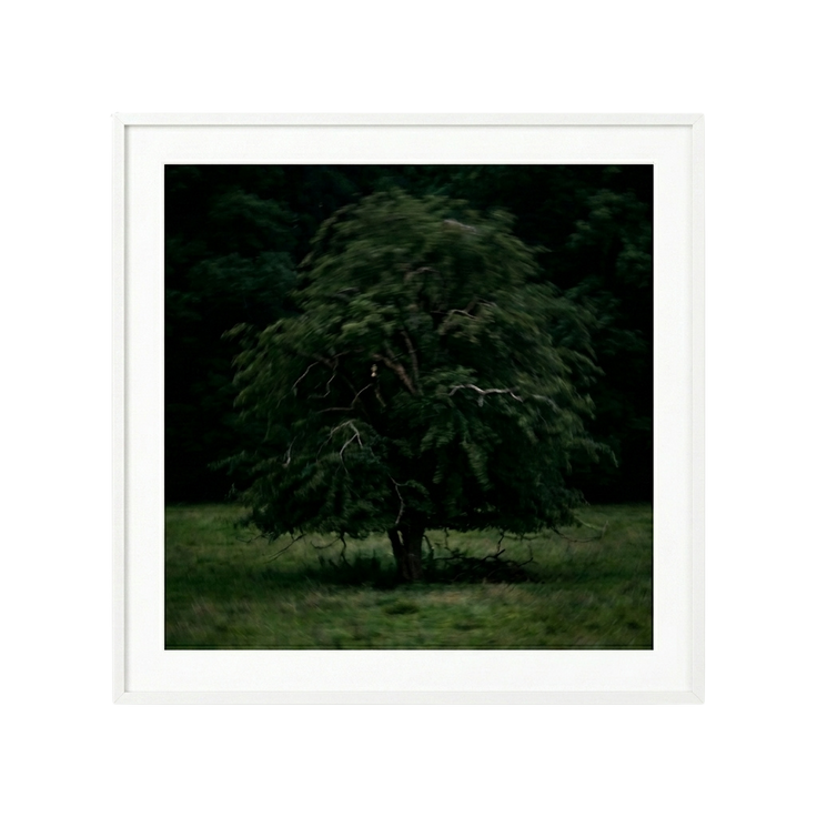 Solitary Willow