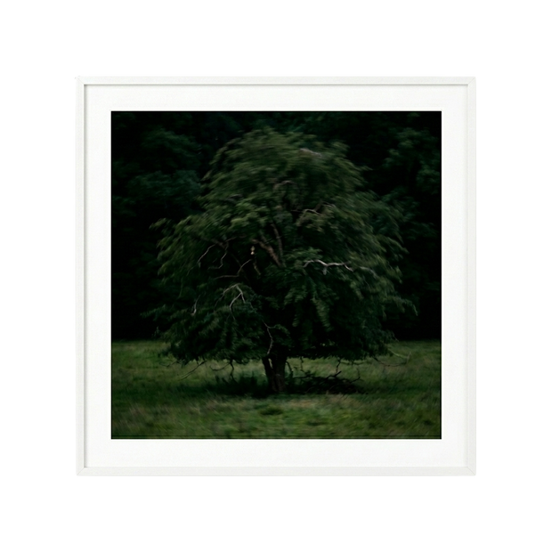 Solitary Willow