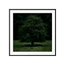 Solitary Willow
