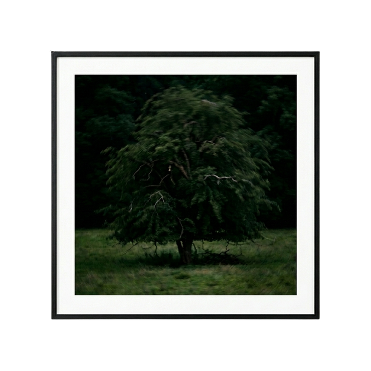 Solitary Willow