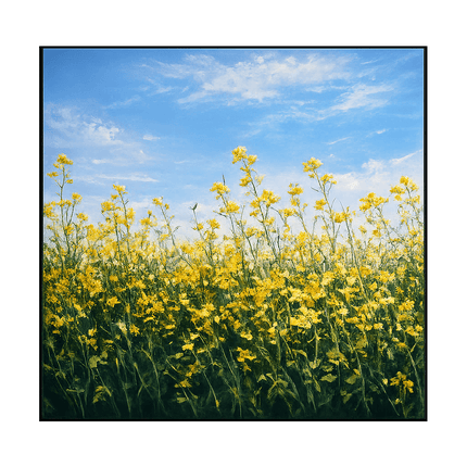 Among the Wildflowers