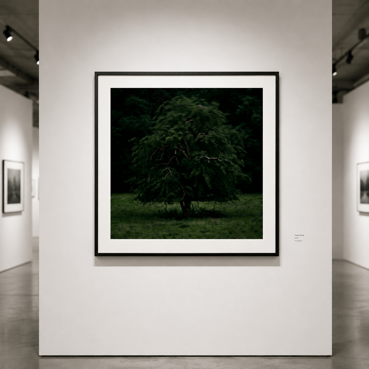 Solitary Willow
