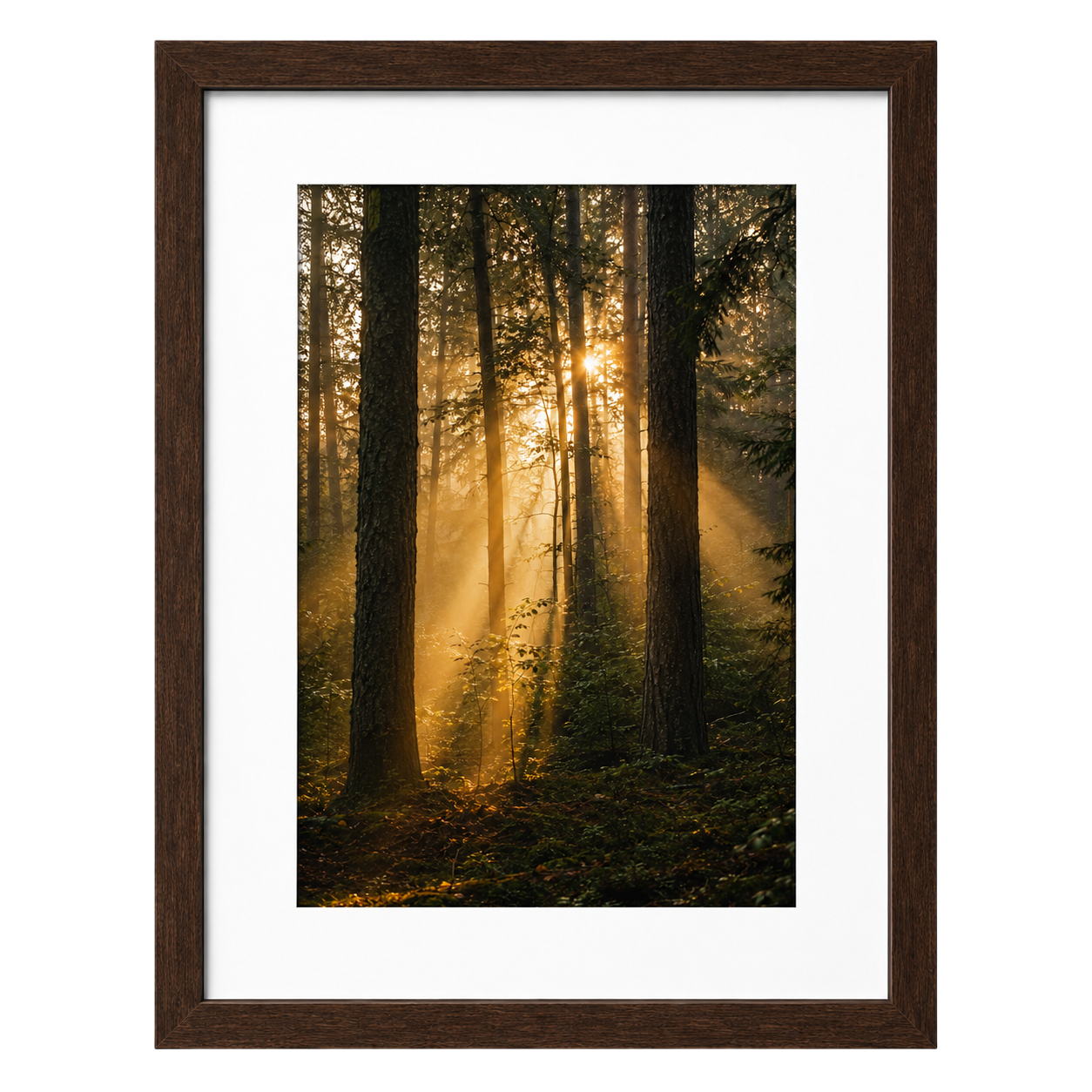 Forest Light