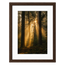 Forest Light