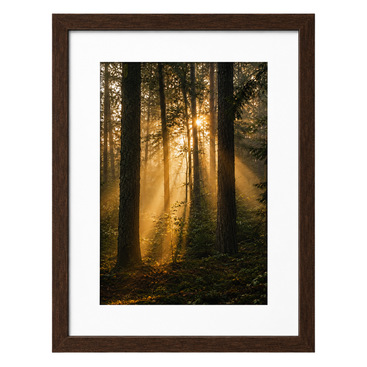 Forest Light