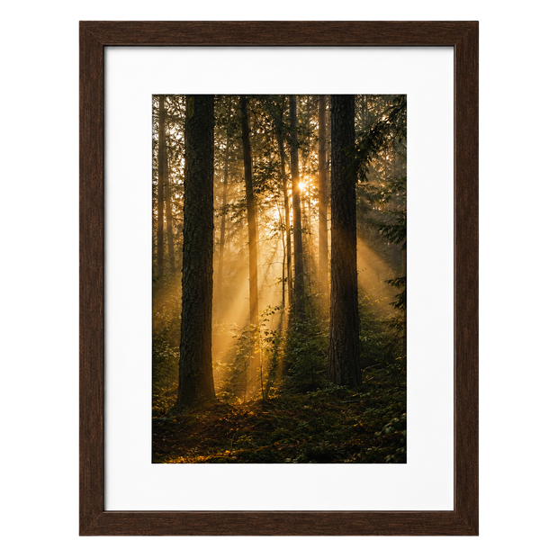 Forest Light