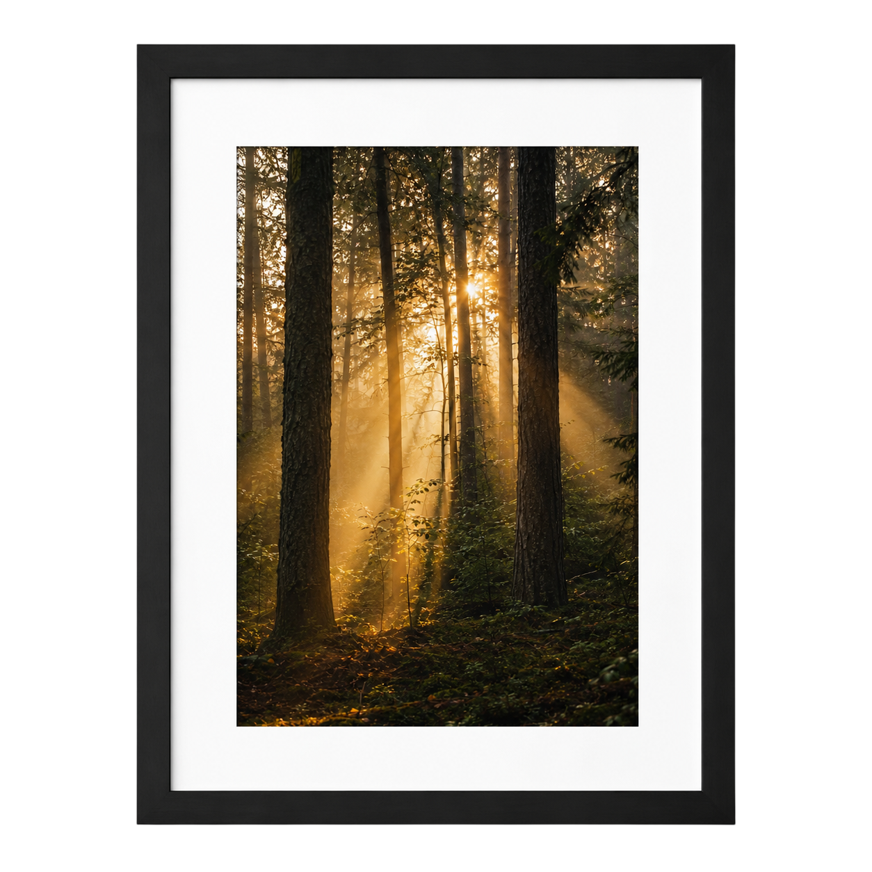Forest Light