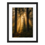 Forest Light
