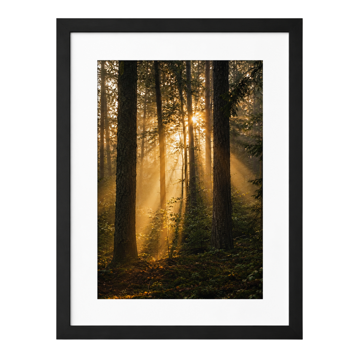 Forest Light