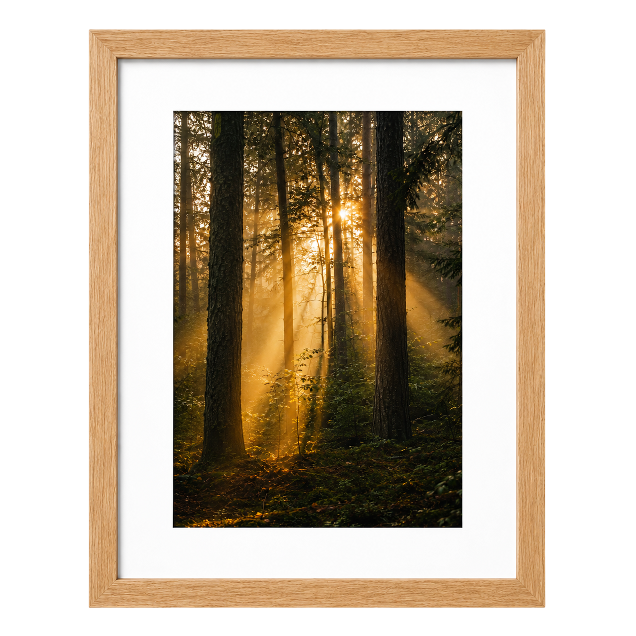 Forest Light