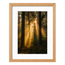 Forest Light