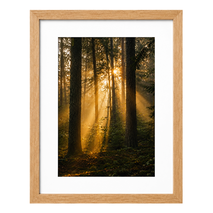 Forest Light