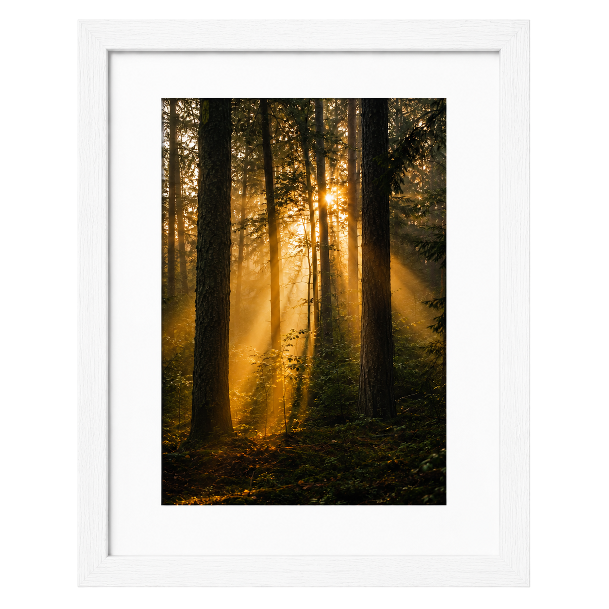 Forest Light