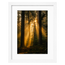 Forest Light