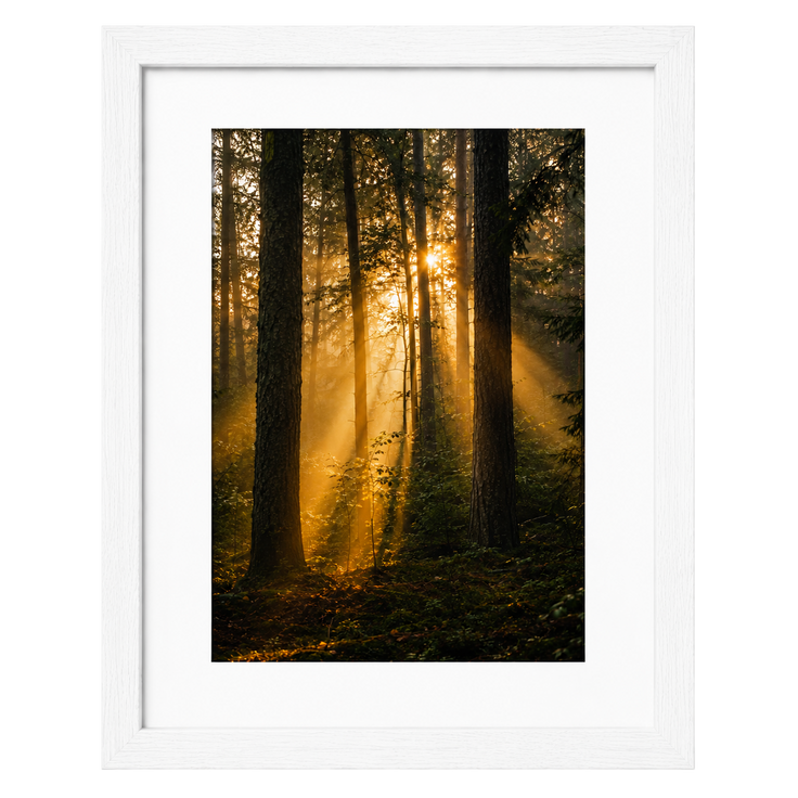 Forest Light