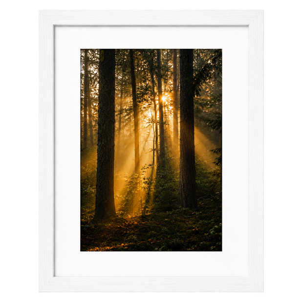 Forest Light