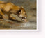 Wounded Lioness