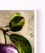 Purple Leaf Plum
