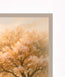 Under Apricot Tree