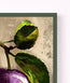 Purple Leaf Plum